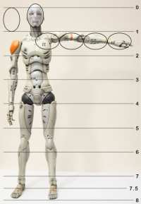 1/6 Synthetic Human Test Body - portions (2014)